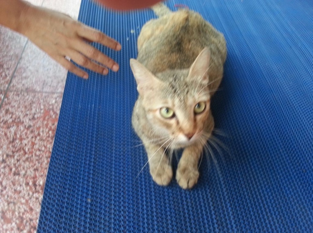 ミャンマー猫